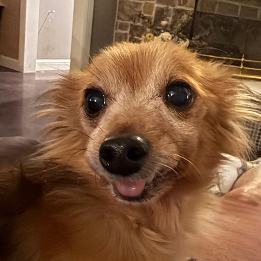 Nick Wilde, adopted, Senior Male Chihuahua.