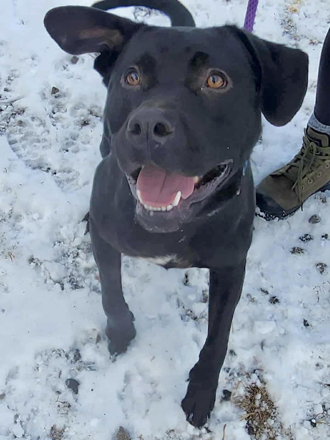 Gunner, ADOPTABLE, Adult Male Black Labrador Retriever.