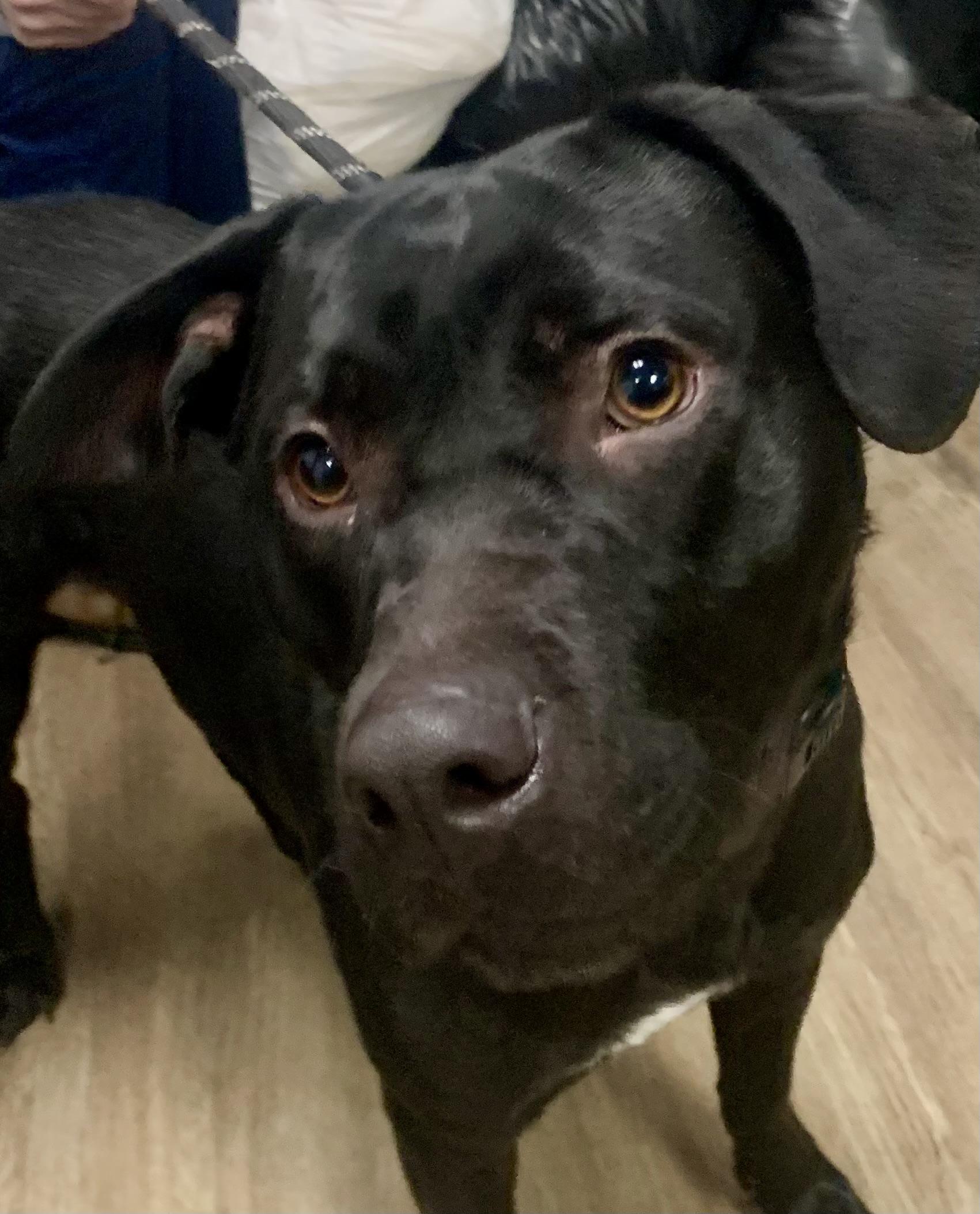 Enlarge Gunner, a ADOPTABLE mixed breed in McKeesport, PA image 6/6