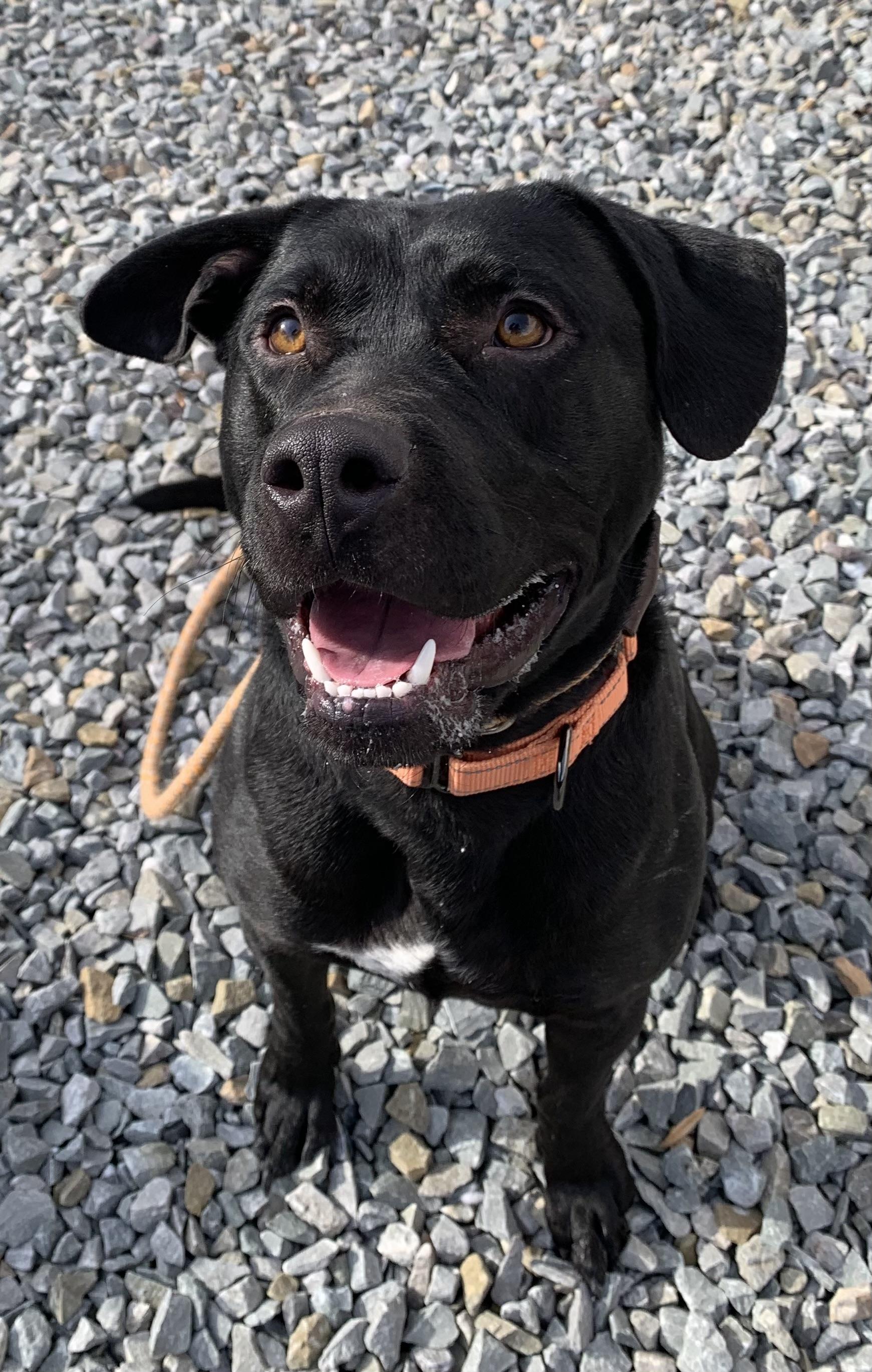 Enlarge Gunner, an adopted mixed breed in McKeesport, PA image 6/6