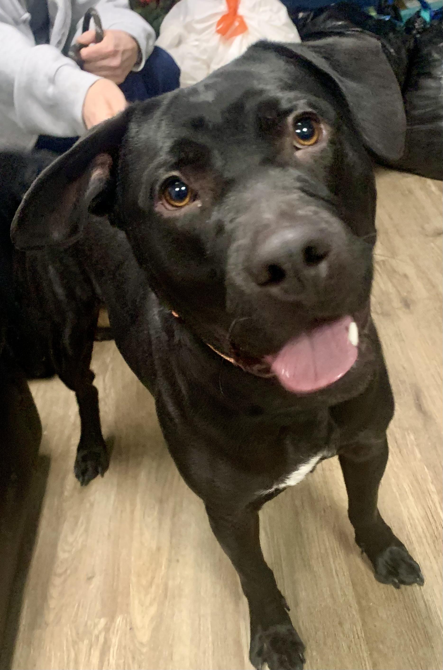 Enlarge Gunner, a ADOPTABLE mixed breed in McKeesport, PA image 5/6