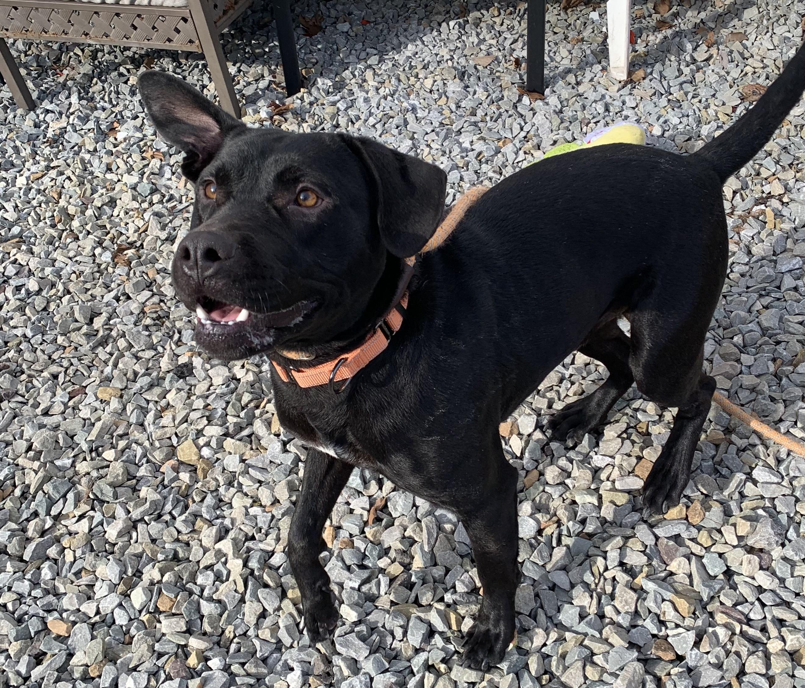 Enlarge Gunner, an adopted mixed breed in McKeesport, PA image 5/6