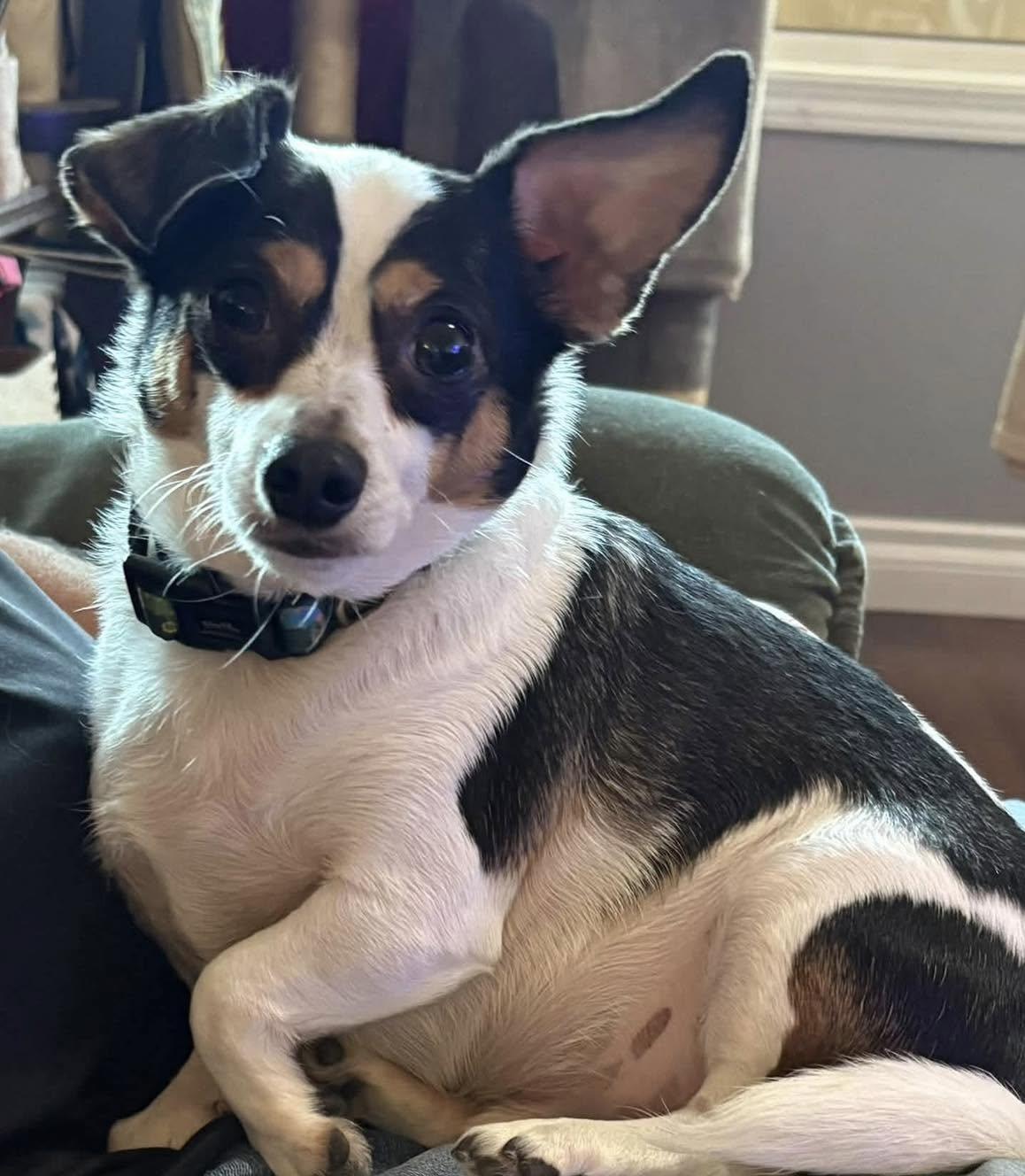 Beau, Adoptable, Adult Male Chihuahua.