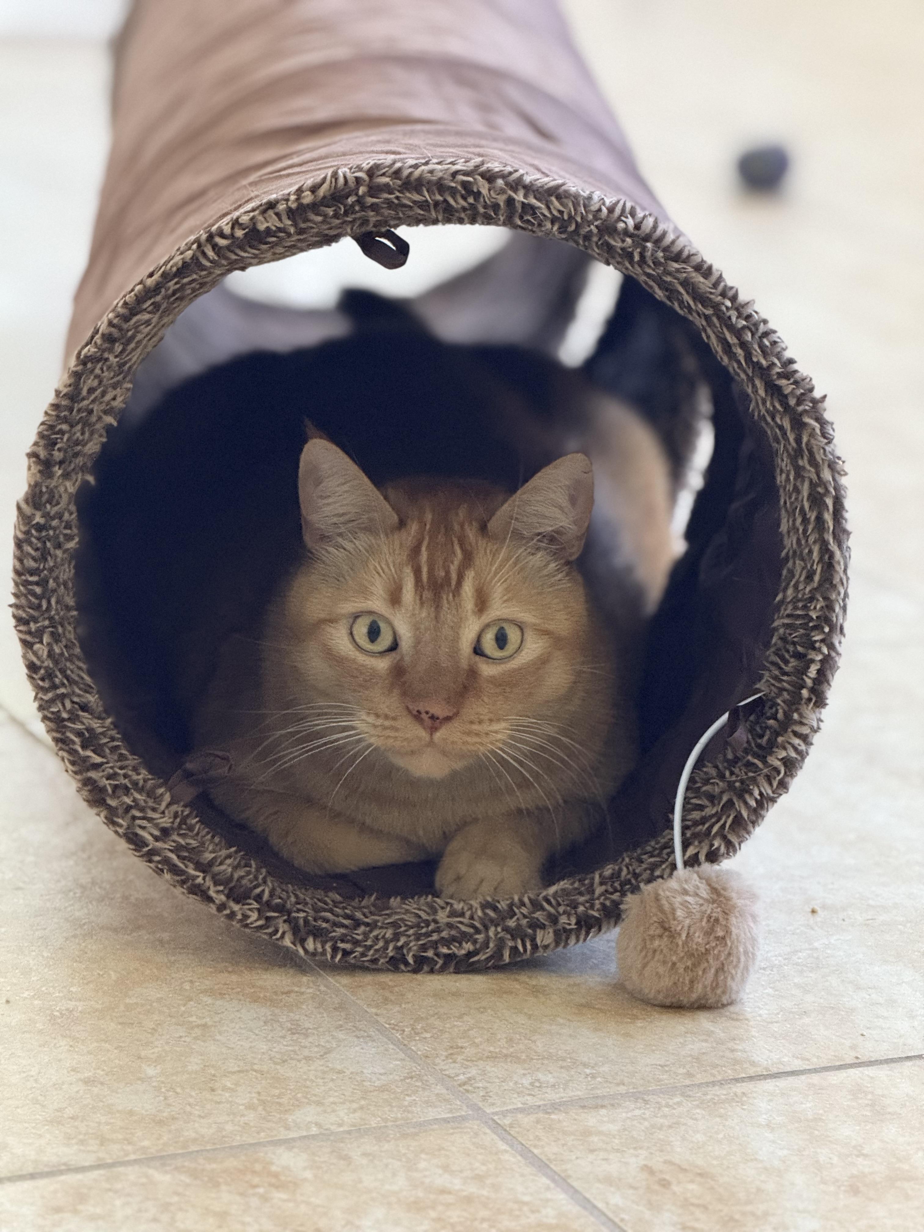 Sammy, Adoptable, Young Male American Shorthair & Tabby.
