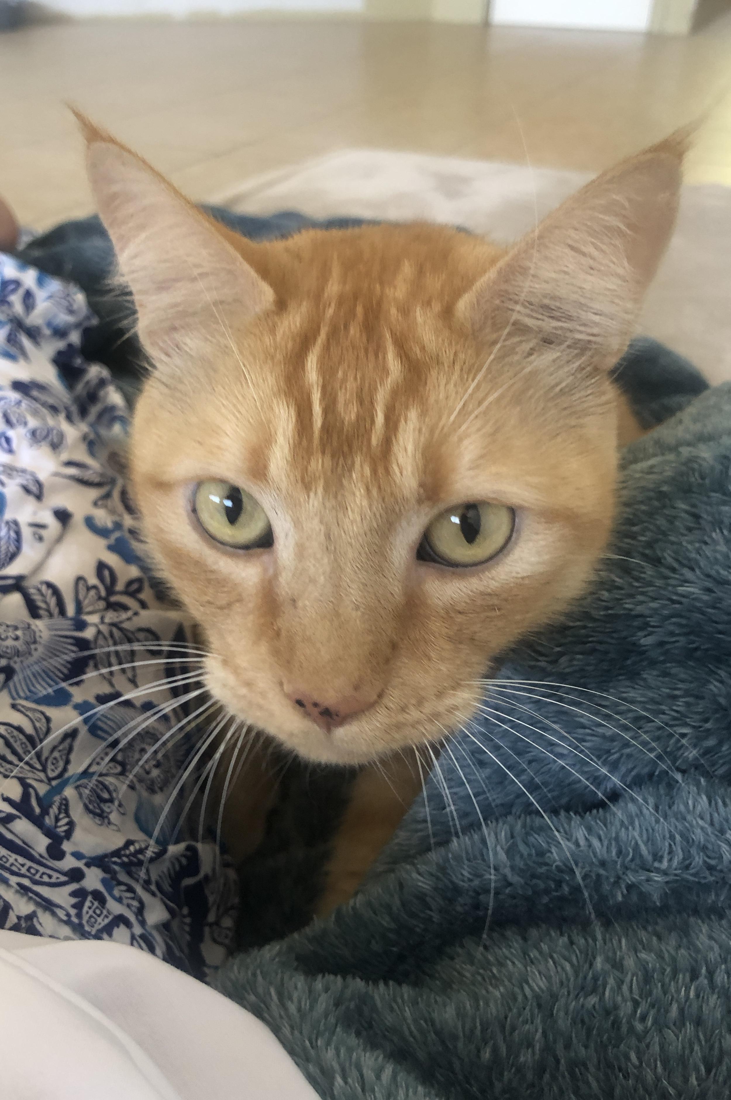 Enlarge Sammy, a Adoptable mixed breed in Phoenix, AZ image 5/5