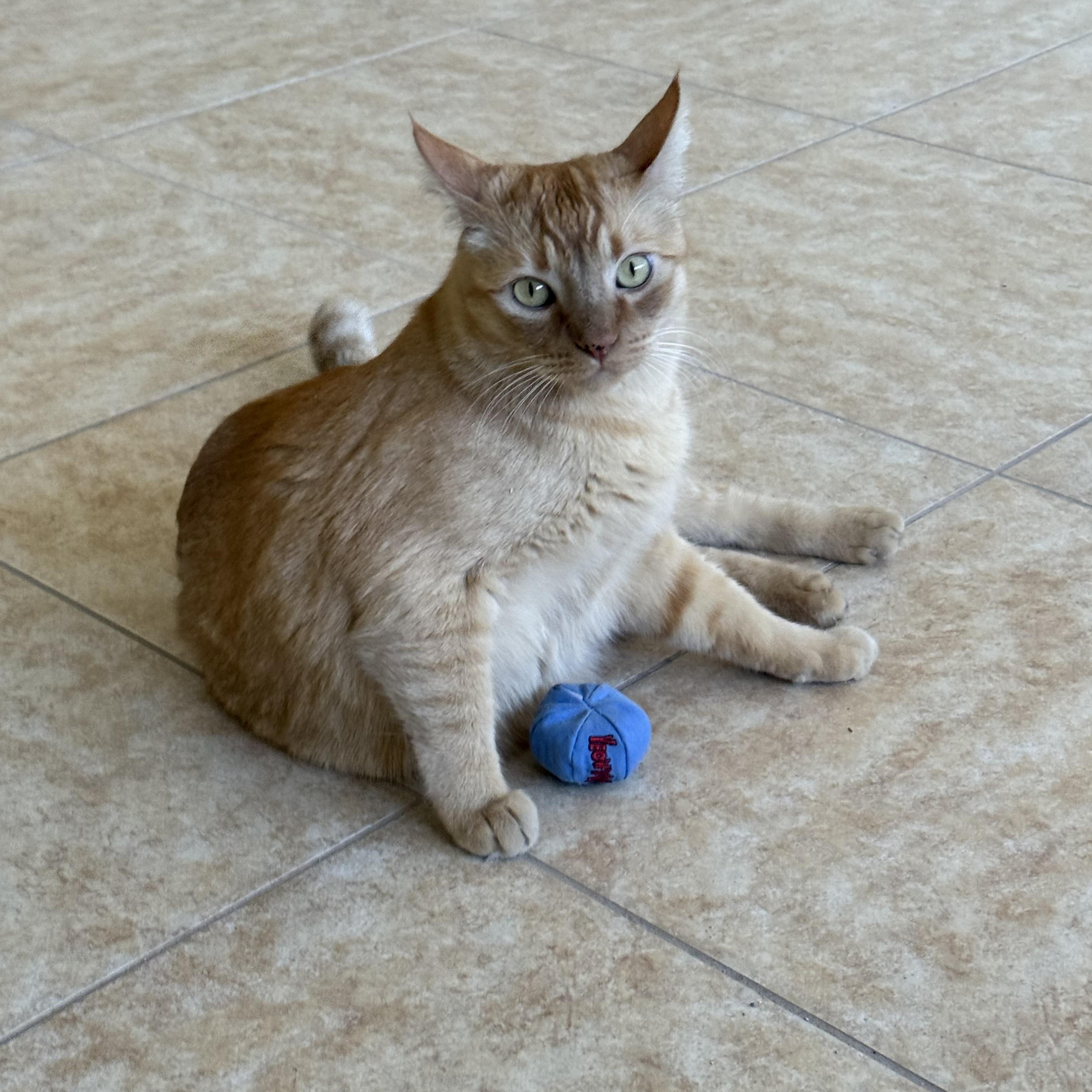 Enlarge Sammy, a Adoptable mixed breed in Phoenix, AZ image 2/5