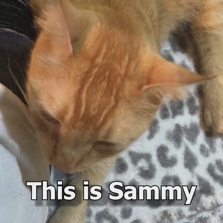 Enlarge Sammy, a Adoptable mixed breed in Phoenix, AZ video 4/5