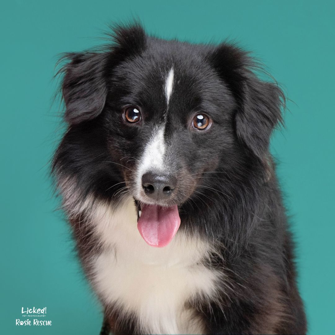 Enlarge Violet, a Adopted mixed breed in Mount Pleasant, SC image 1/4