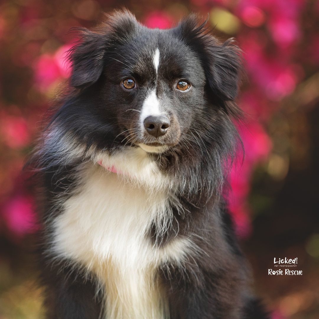 Enlarge Violet, a Adopted mixed breed in Mount Pleasant, SC image 2/4