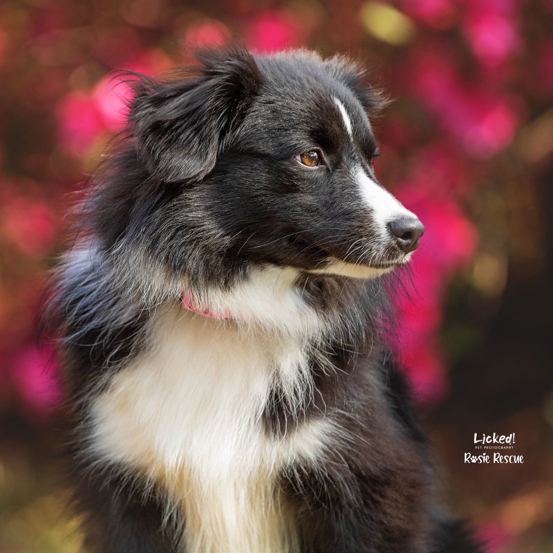 Enlarge Violet, a Adopted mixed breed in Mount Pleasant, SC image 3/4