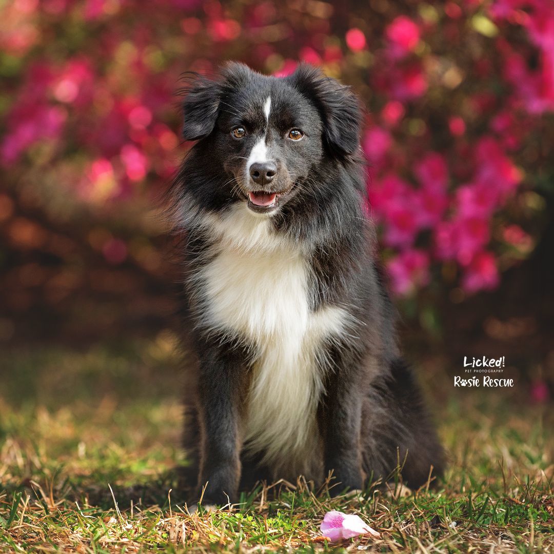 Enlarge Violet, a Adopted mixed breed in Mount Pleasant, SC image 4/4