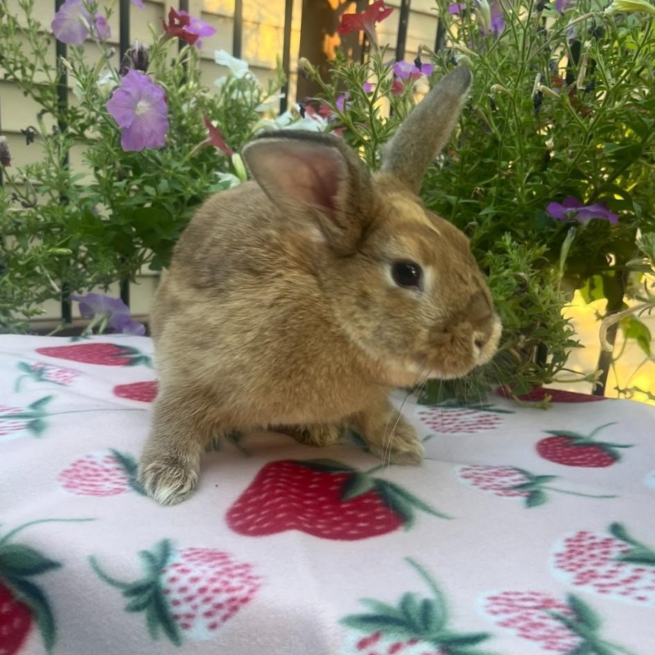 Maple, a ADOPTABLE American in Salt Lake City, UT image 2/5