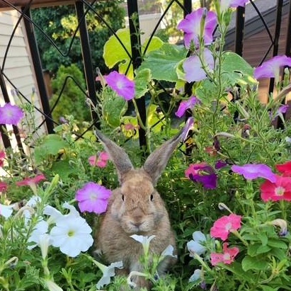 Maple, ADOPTABLE, Adult Female American.