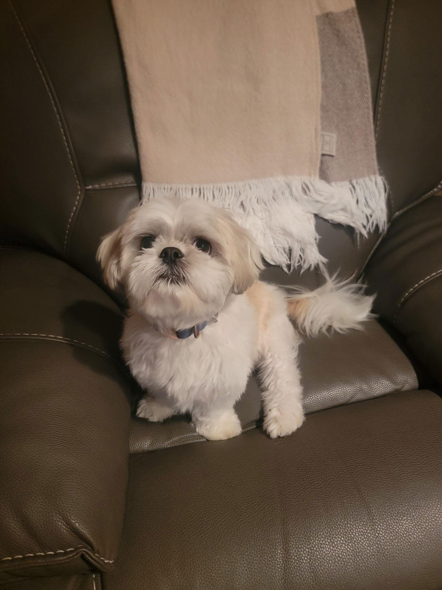 Enlarge Oliver, a Adopted Shih Tzu in Oakhurst, NJ image 1/1