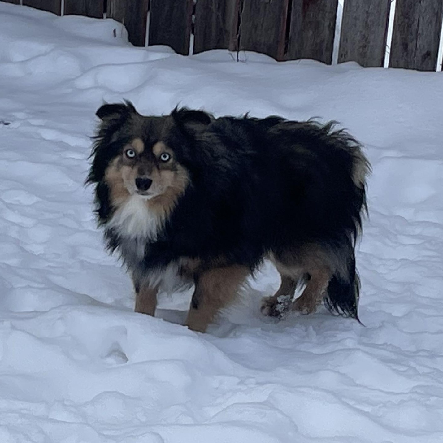 Kevin, adopted, Adult Male Australian Shepherd & Pomeranian.