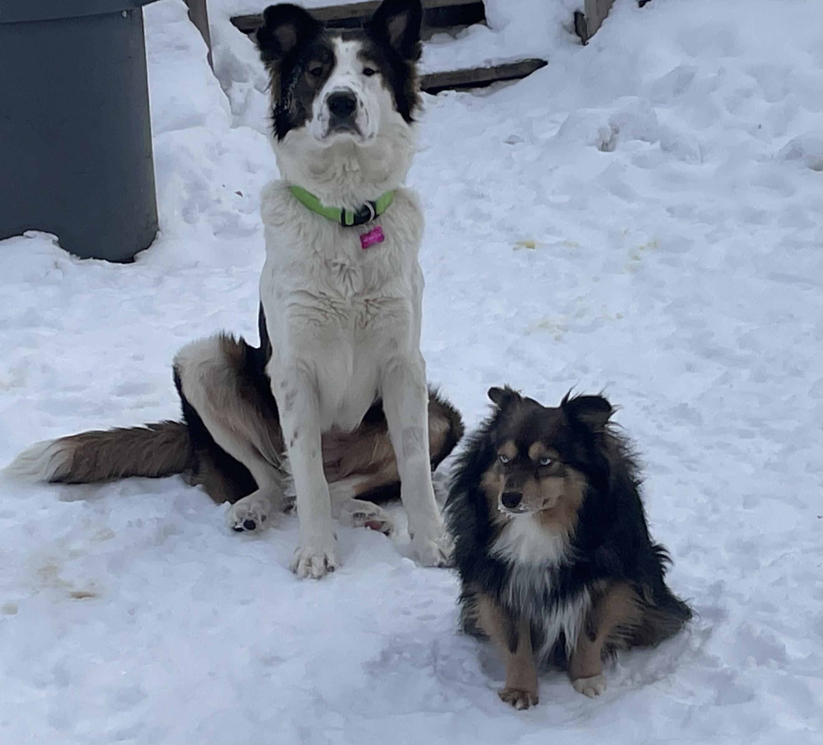 Enlarge Kevin, an adopted mixed breed in Saskatoon, SK image 3/4