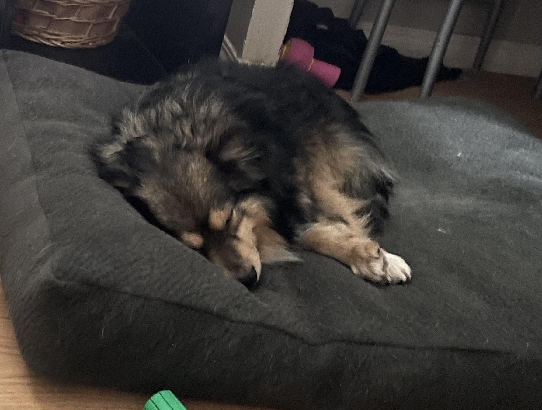 Enlarge Kevin, an adopted mixed breed in Saskatoon, SK image 2/4