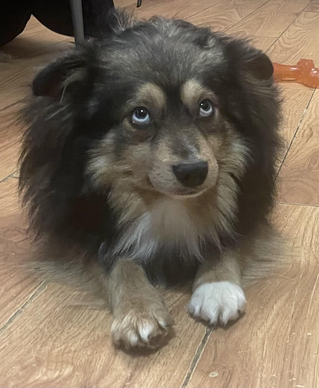 Enlarge Kevin, an adopted mixed breed in Saskatoon, SK image 4/4