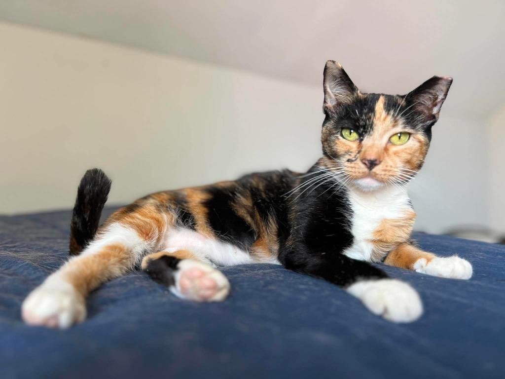 Deirdre, Adoptable, Young Female Domestic Short Hair.