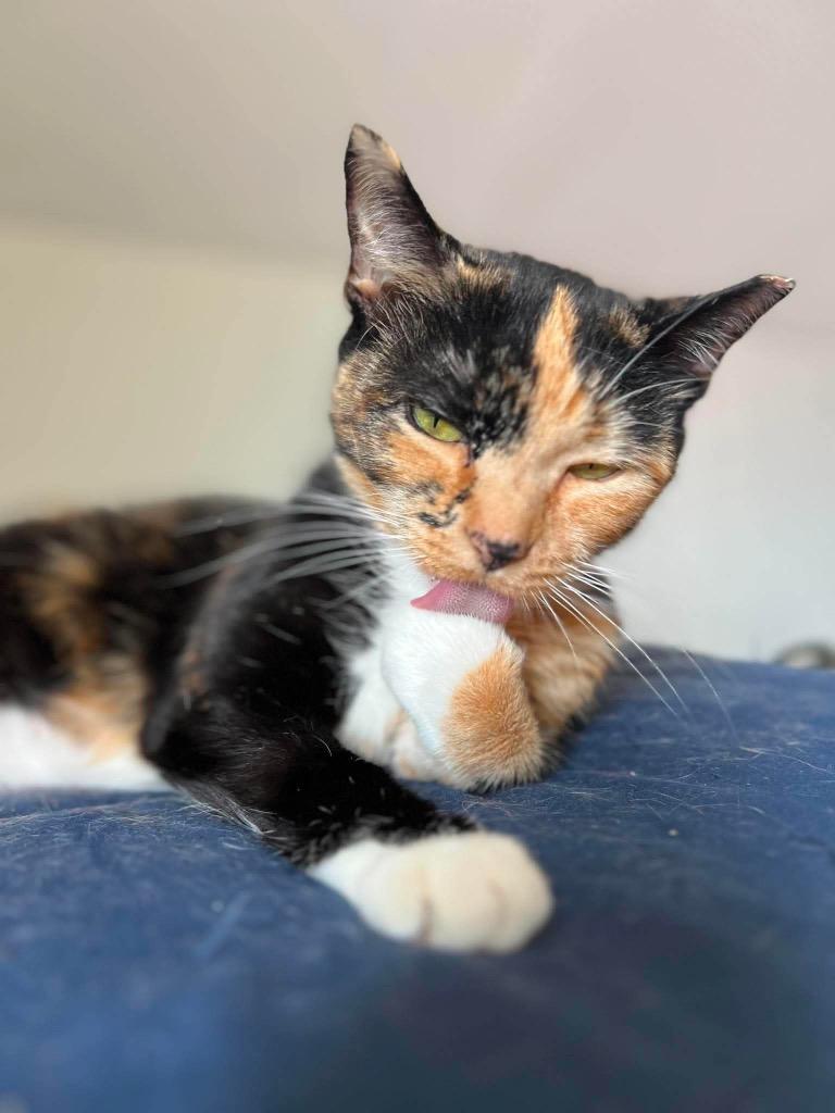 Enlarge Deirdre, a Adoptable mixed breed in Decatur, IN image 2/4