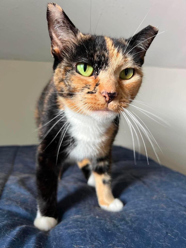 Enlarge Deirdre, a Adoptable mixed breed in Decatur, IN image 4/4