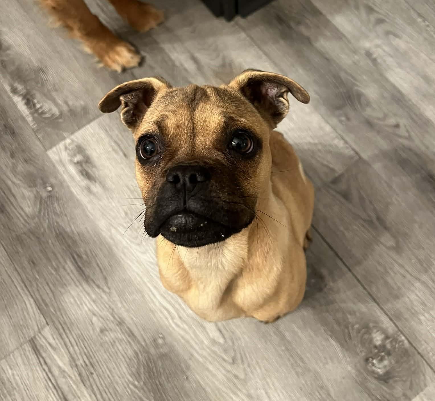 Bruce, adopted, Young Male Pug.