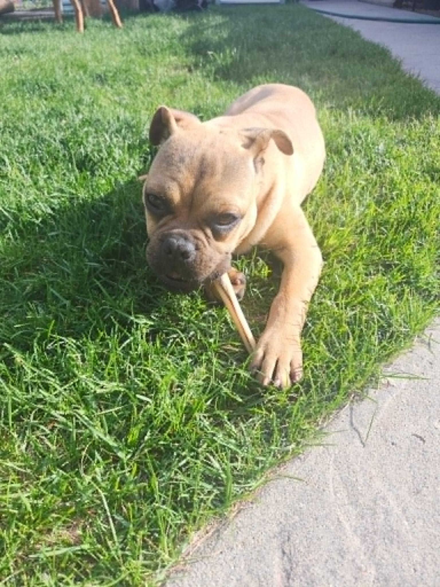 Bruce, an adopted mixed breed in Dunmore, AB image 2/6