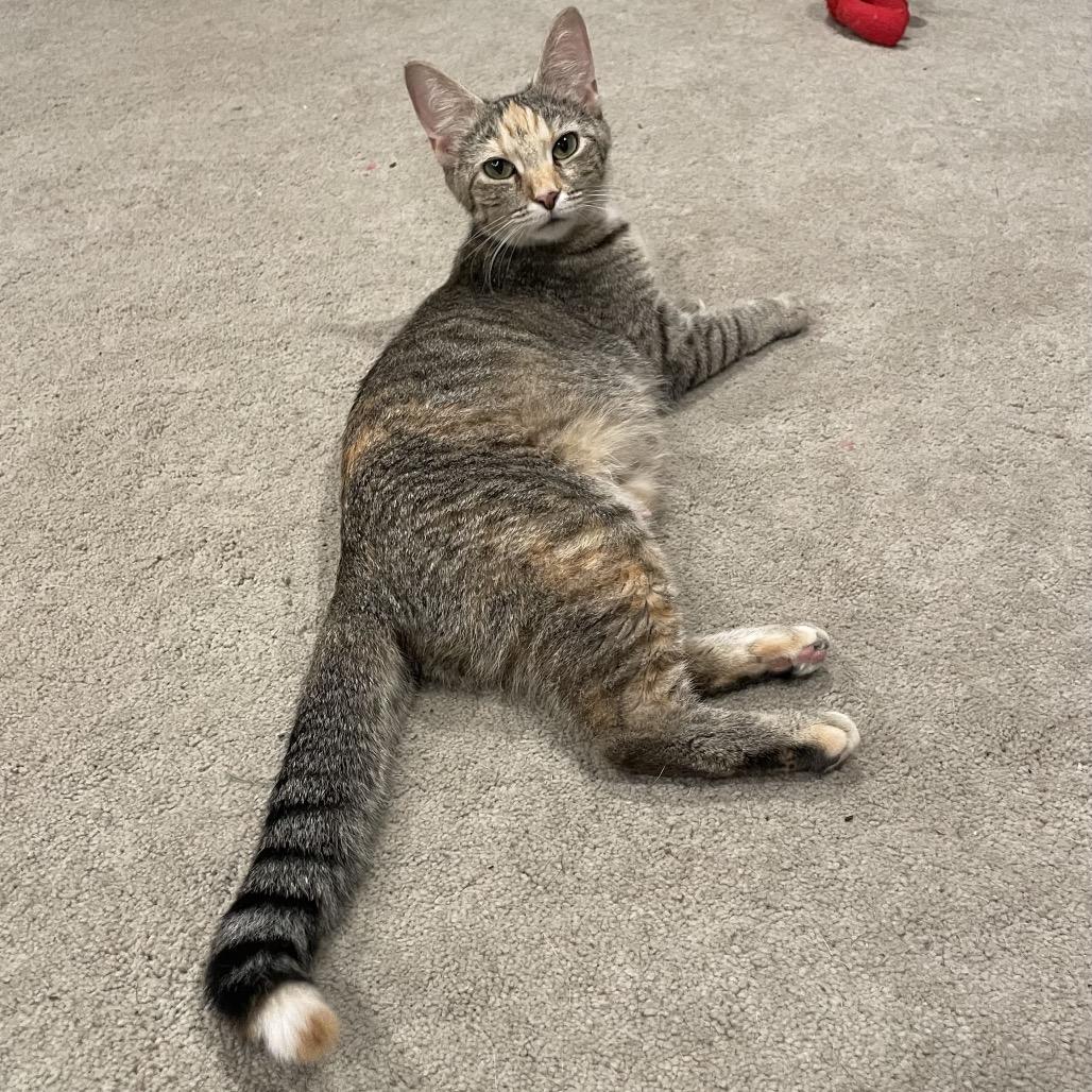 Enlarge Izzy, a Adoptable Domestic Short Hair in Springboro, OH image 2/4