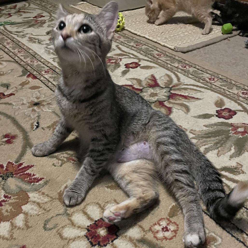 Enlarge Izzy, a Adoptable Domestic Short Hair in Springboro, OH image 3/4