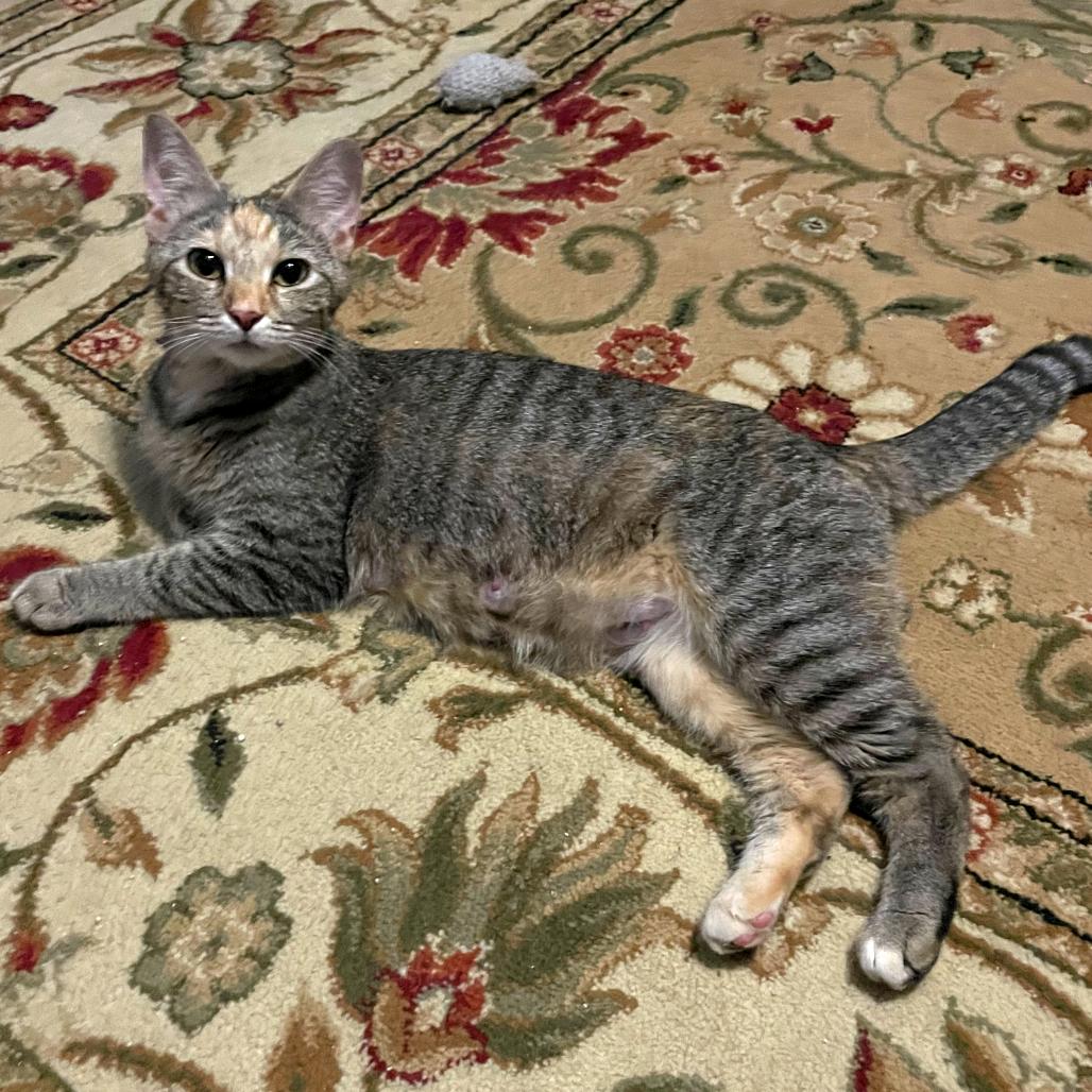 Enlarge Izzy, a Adoptable Domestic Short Hair in Springboro, OH image 4/4