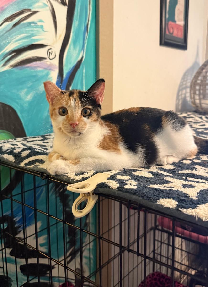Enlarge Callie, a Adoptable Calico in Temecula, CA image 1/2