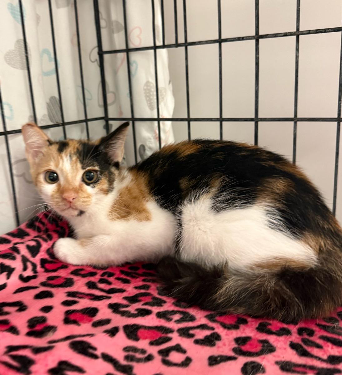 Enlarge Callie, a Adoptable Calico in Temecula, CA image 2/2