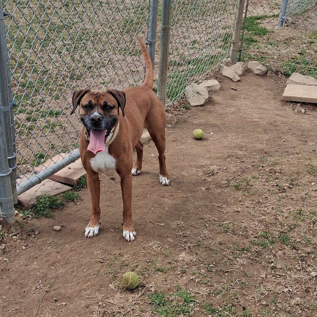 Enlarge Dorie, a Adoptable mixed breed in Camden, DE image 1/3