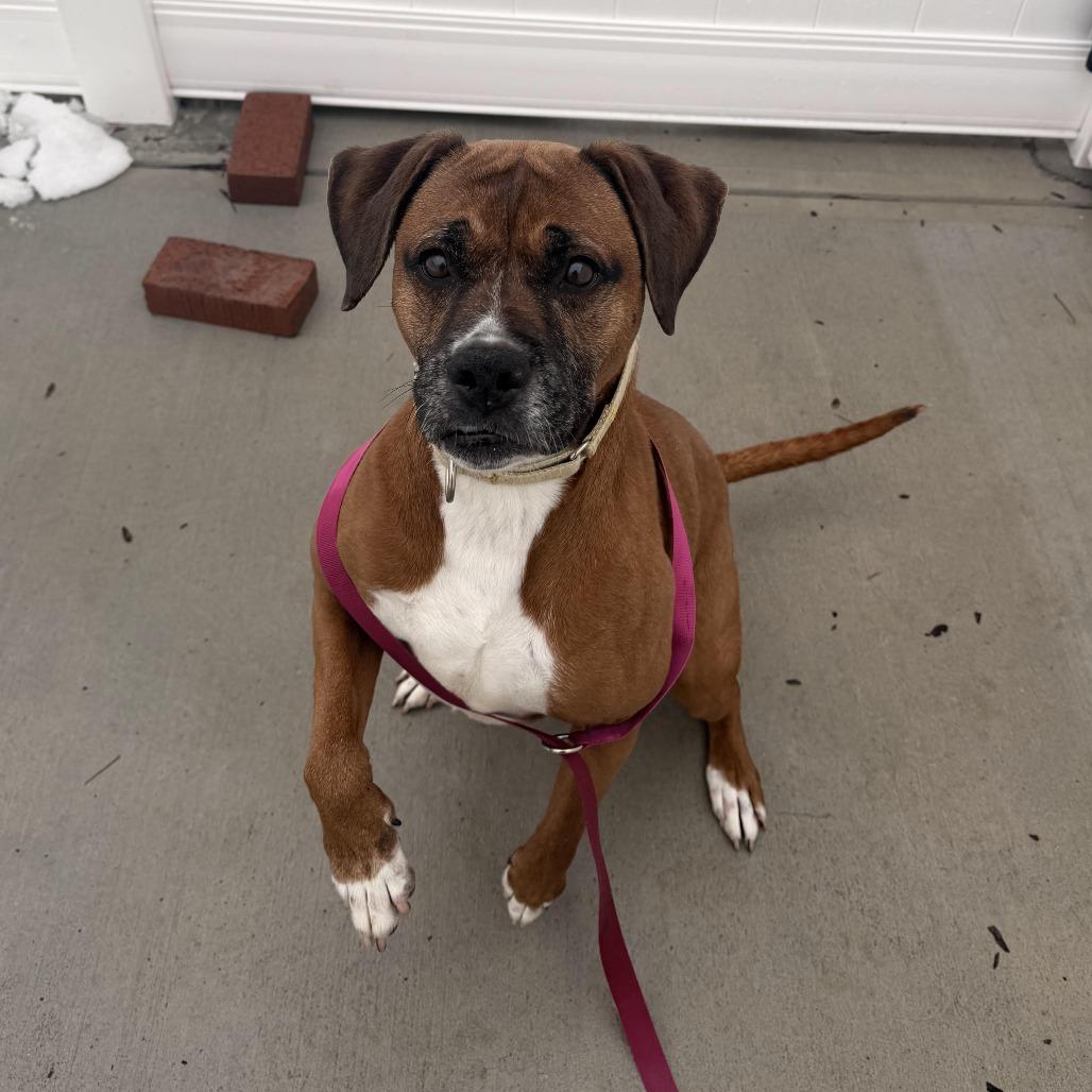 Dorie, a Adoptable mixed breed in Camden, DE image 1/2