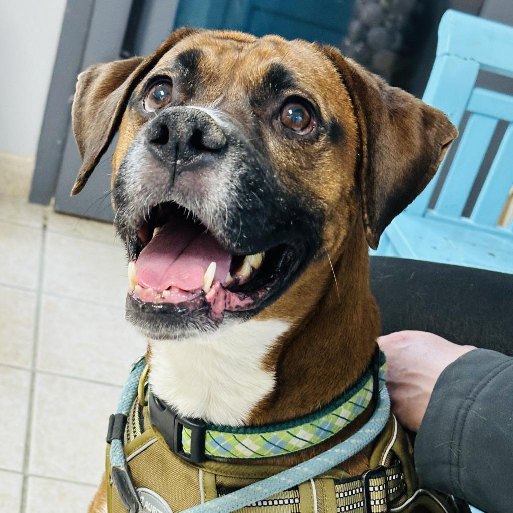 Enlarge Dorie, a Adoptable Boxer in Camden, DE image 1/1