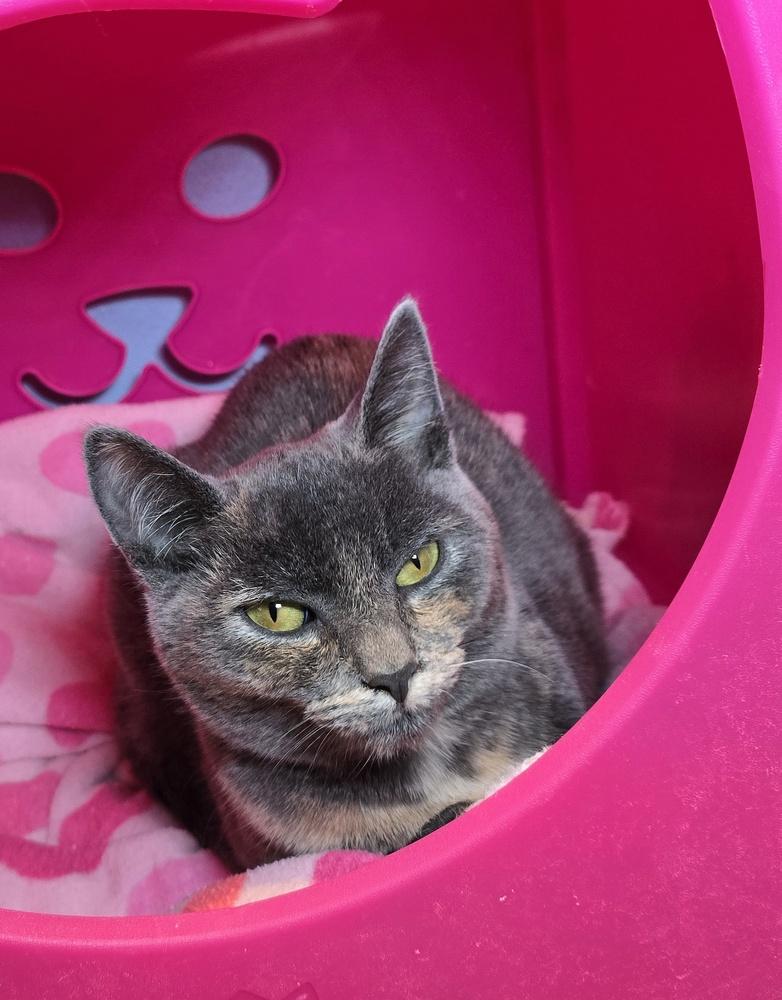 Enlarge Owlie, a Adoptable mixed breed in Vancouver, WA image 1/6