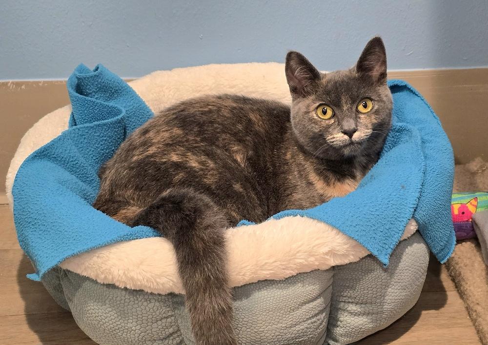 Enlarge Owlie, a Adoptable mixed breed in Vancouver, WA image 2/6