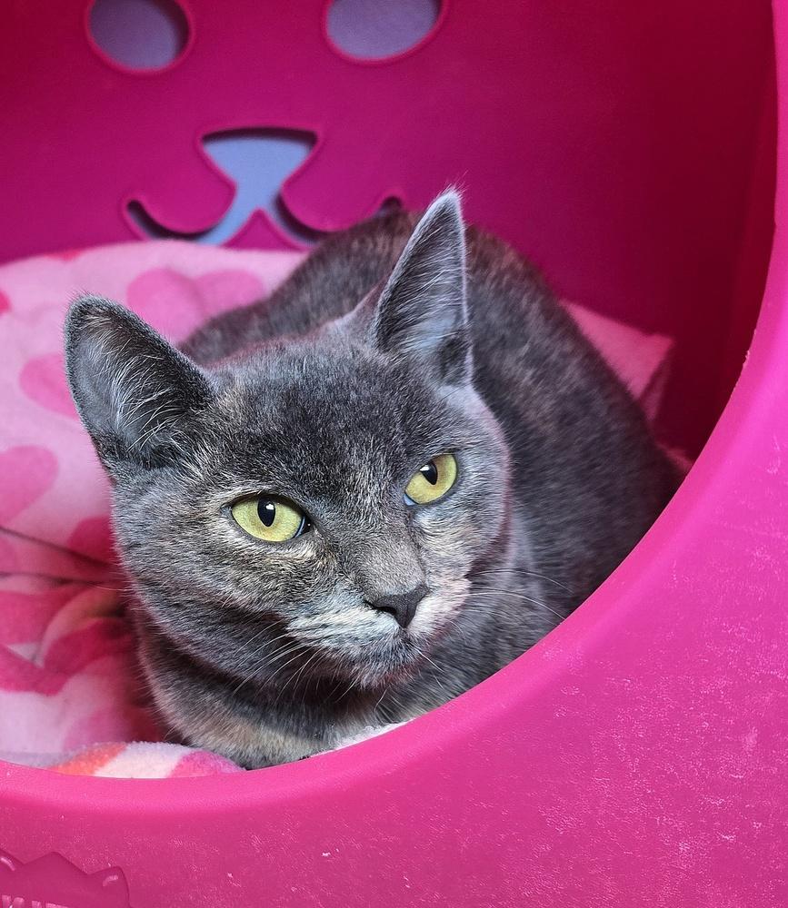 Enlarge Owlie, a Adoptable mixed breed in Vancouver, WA image 4/4