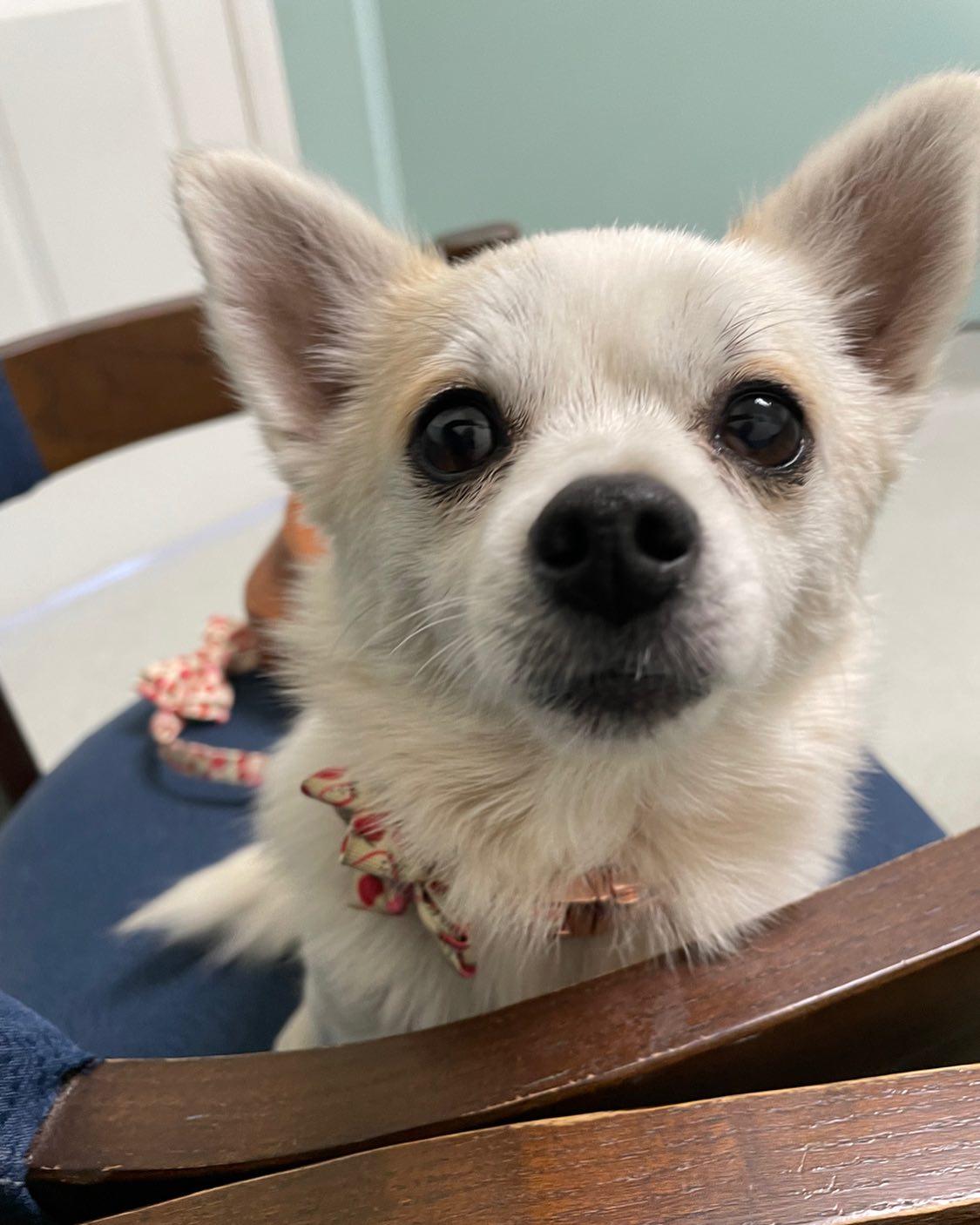 Enlarge Yoshi & Princess Peach, an adopted mixed breed in Sanford, NC image 3/4