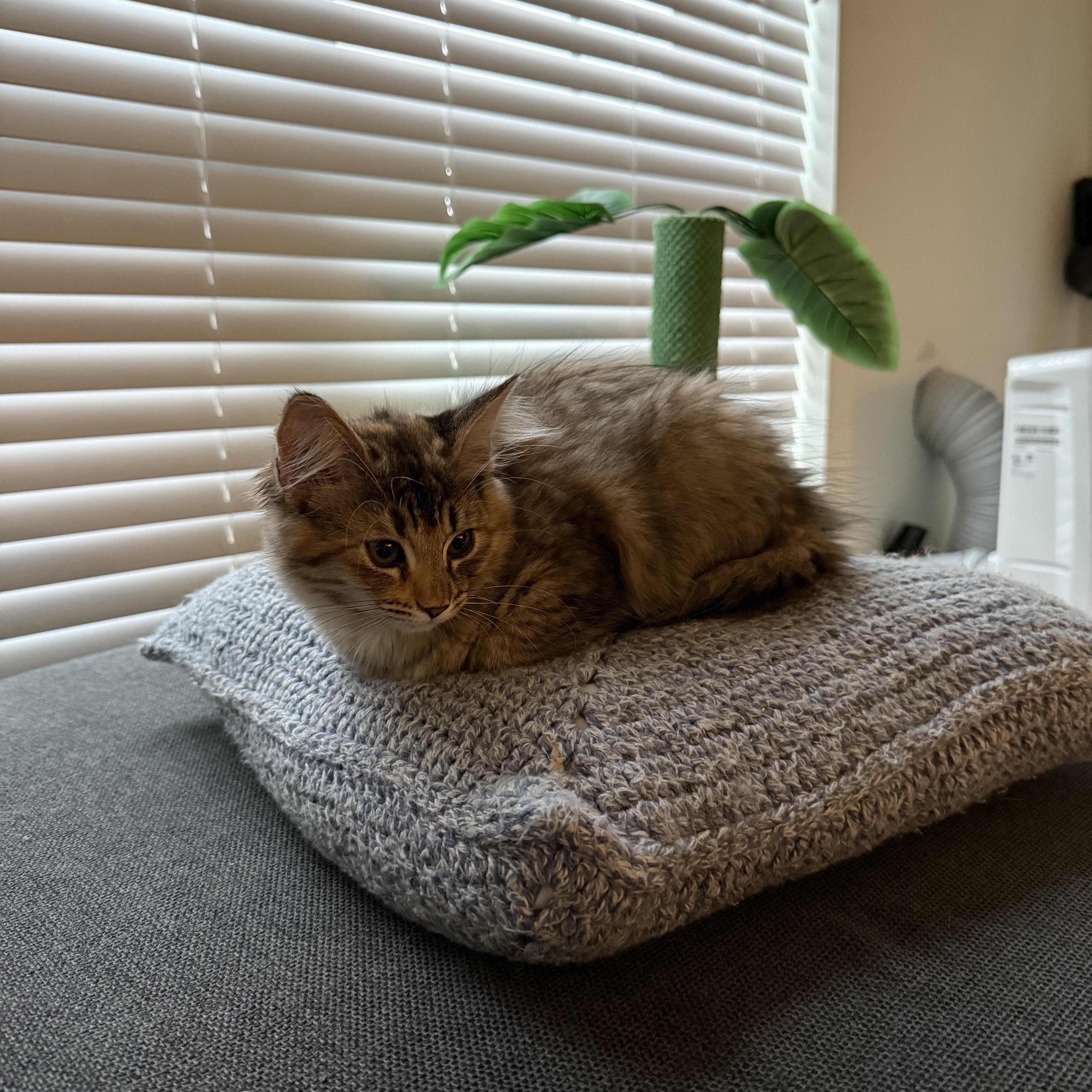 Zinnia, Adopted, Kitten Female Domestic Medium Hair.