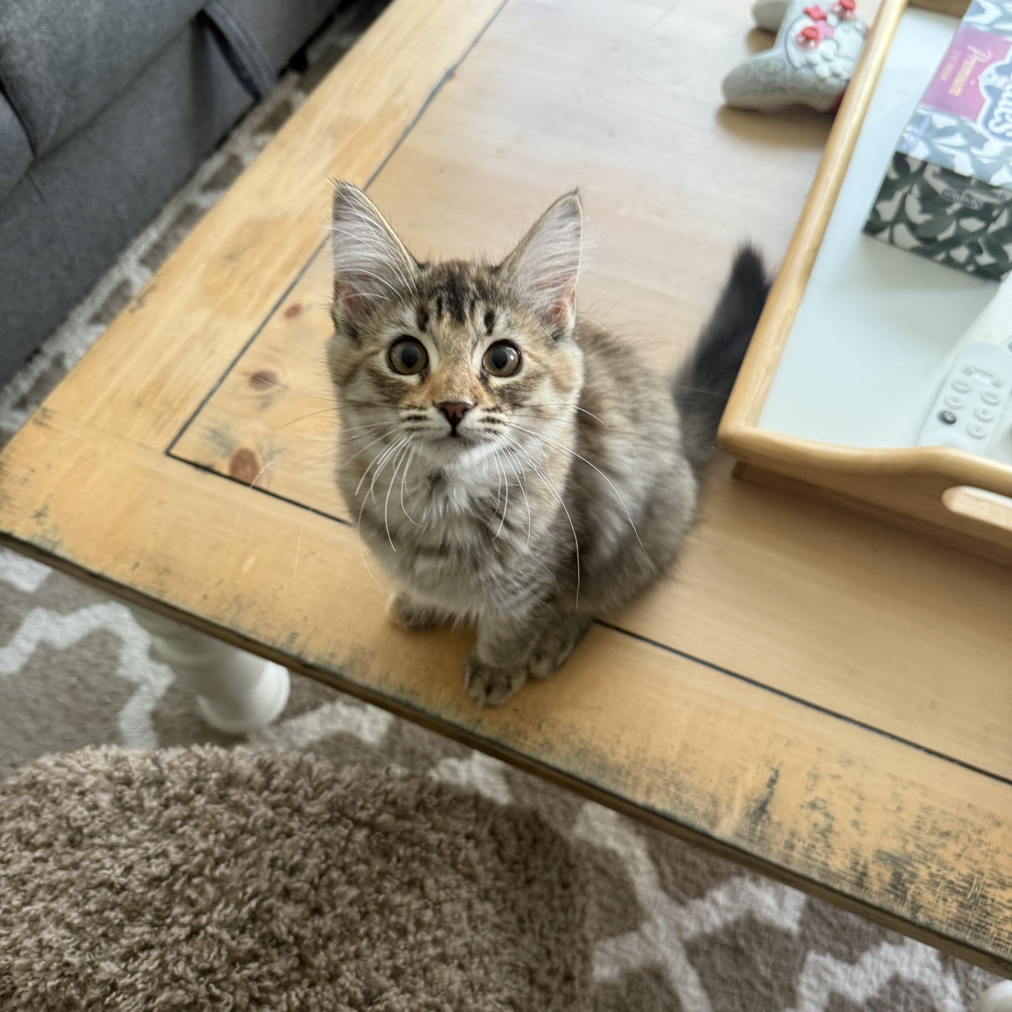 Enlarge Zinnia, a Adopted Domestic Medium Hair in Vancouver, BC image 2/4