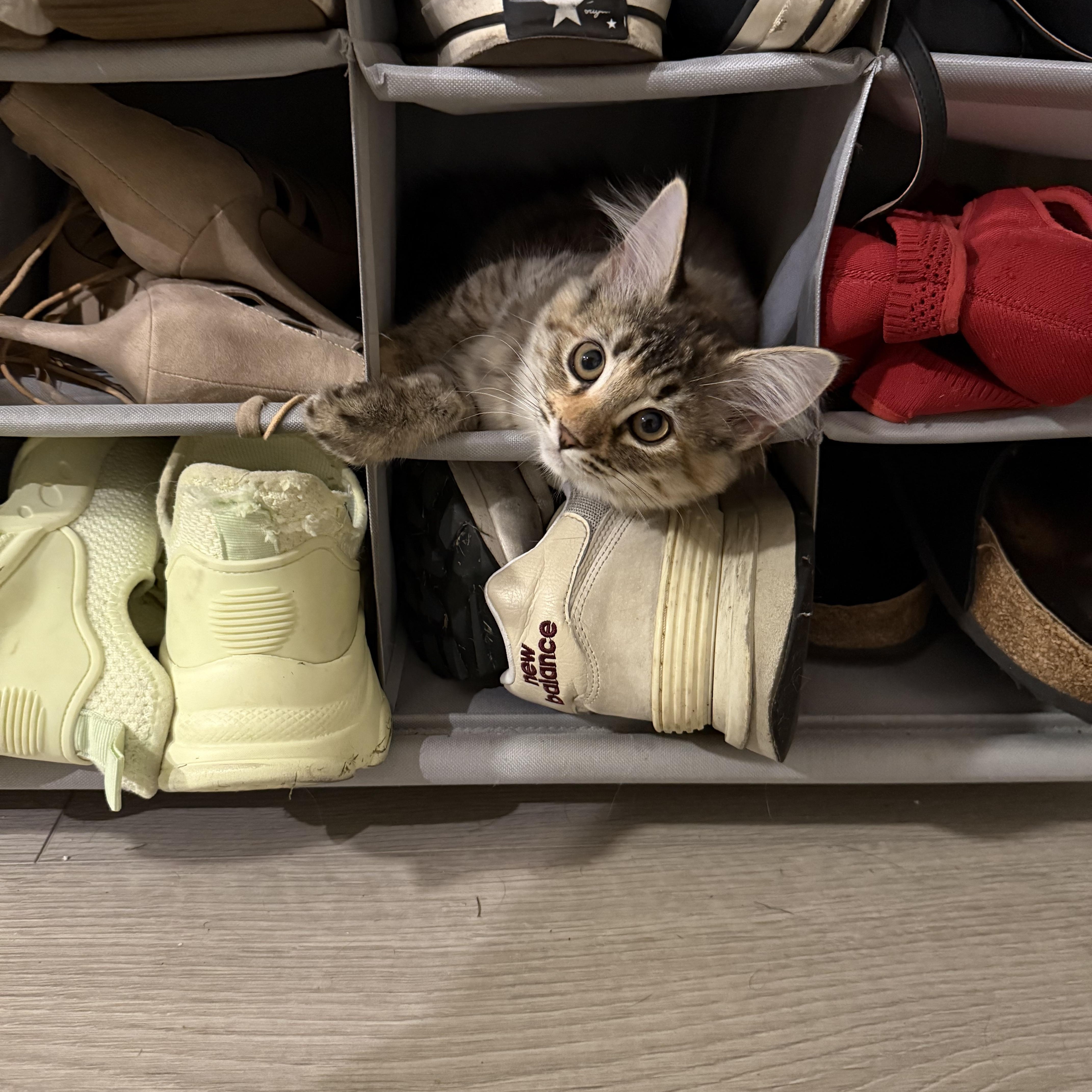 Enlarge Zinnia, a Adopted Domestic Medium Hair in Vancouver, BC image 3/4