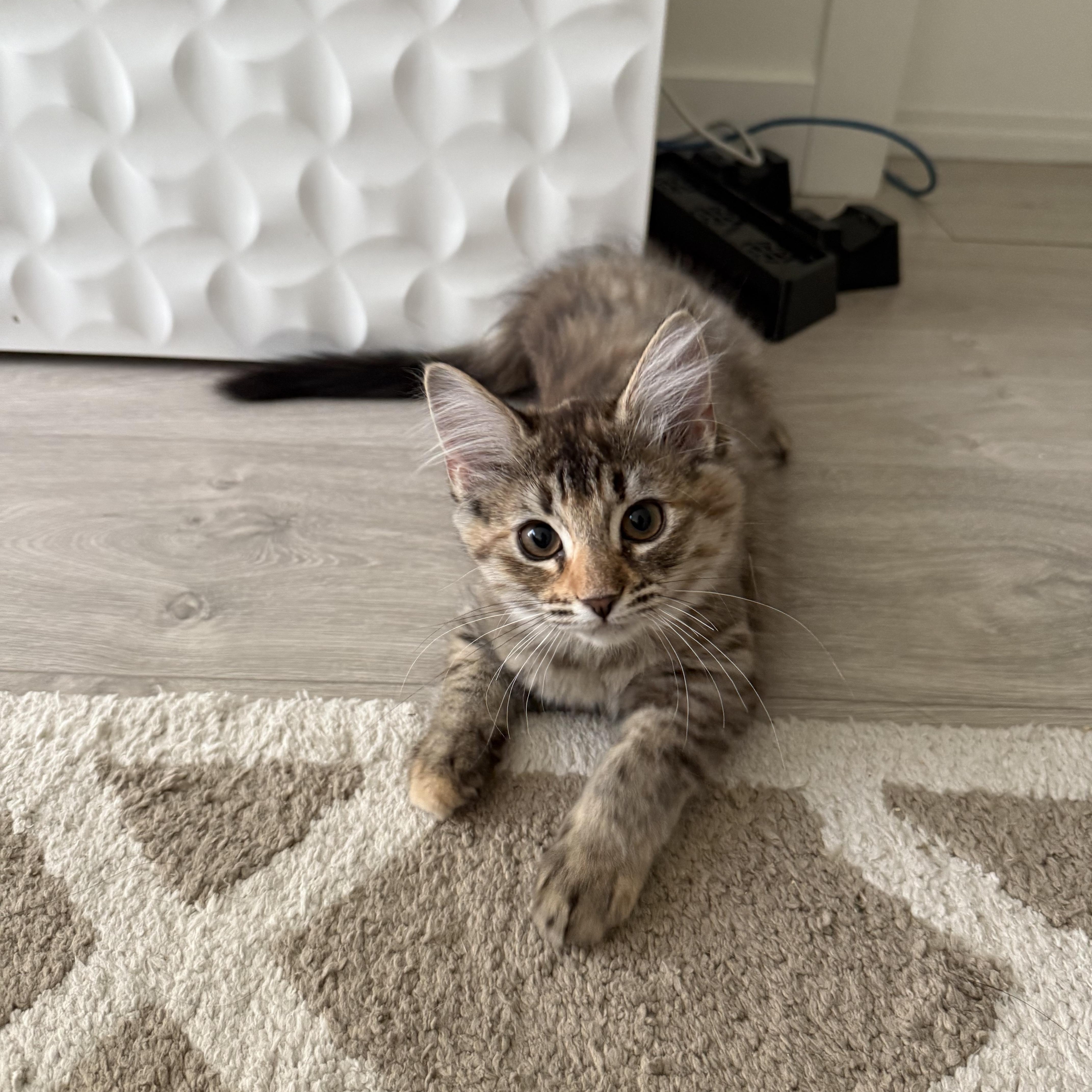 Enlarge Zinnia, a Adopted Domestic Medium Hair in Vancouver, BC image 4/4