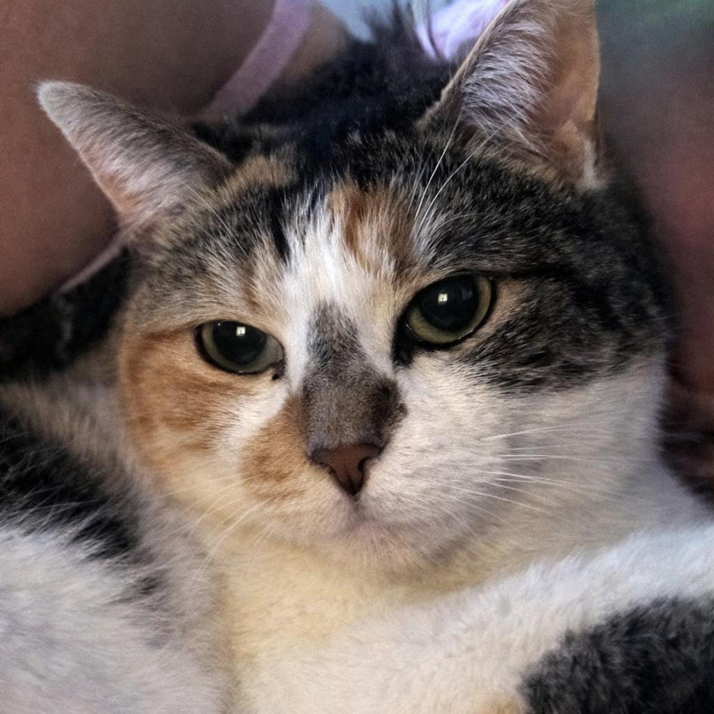 Lilly — thumbnail 3