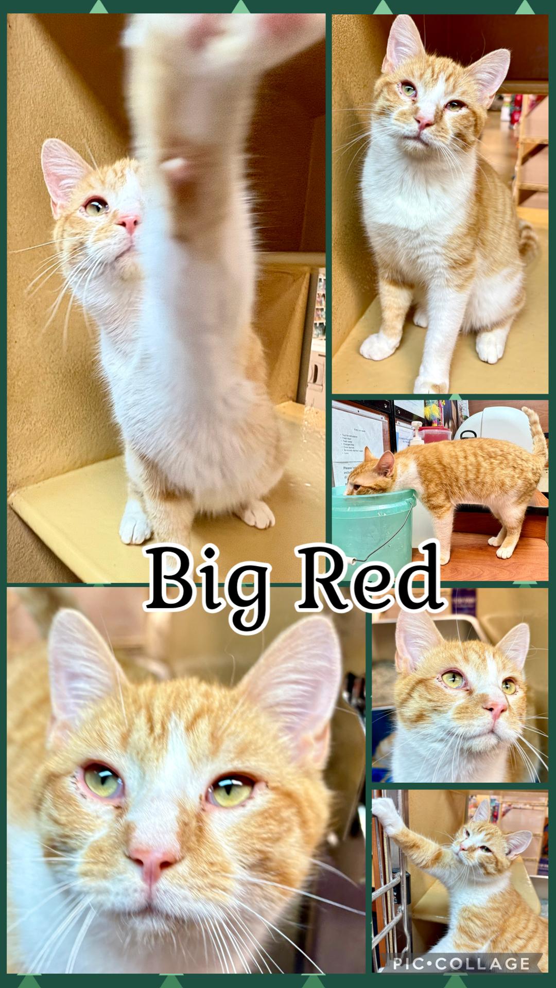 Enlarge BIG RED, a ADOPTABLE Tabby in Lawton, OK image 1/1