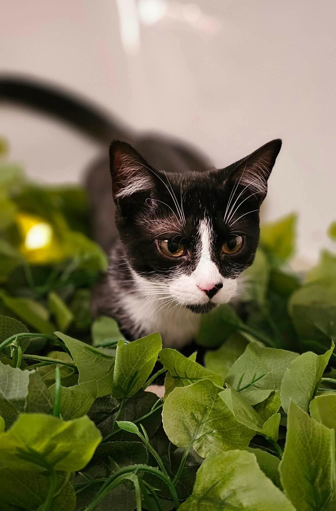 Enlarge Pleakley, a Adoptable Domestic Short Hair in Fort Oglethorpe, GA image 5/5