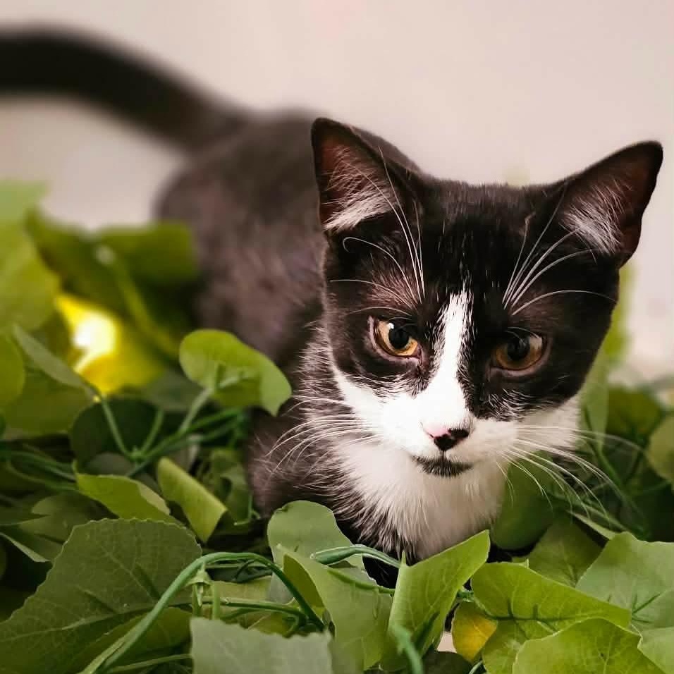 Pleakley, Adoptable, Kitten Male Domestic Short Hair.