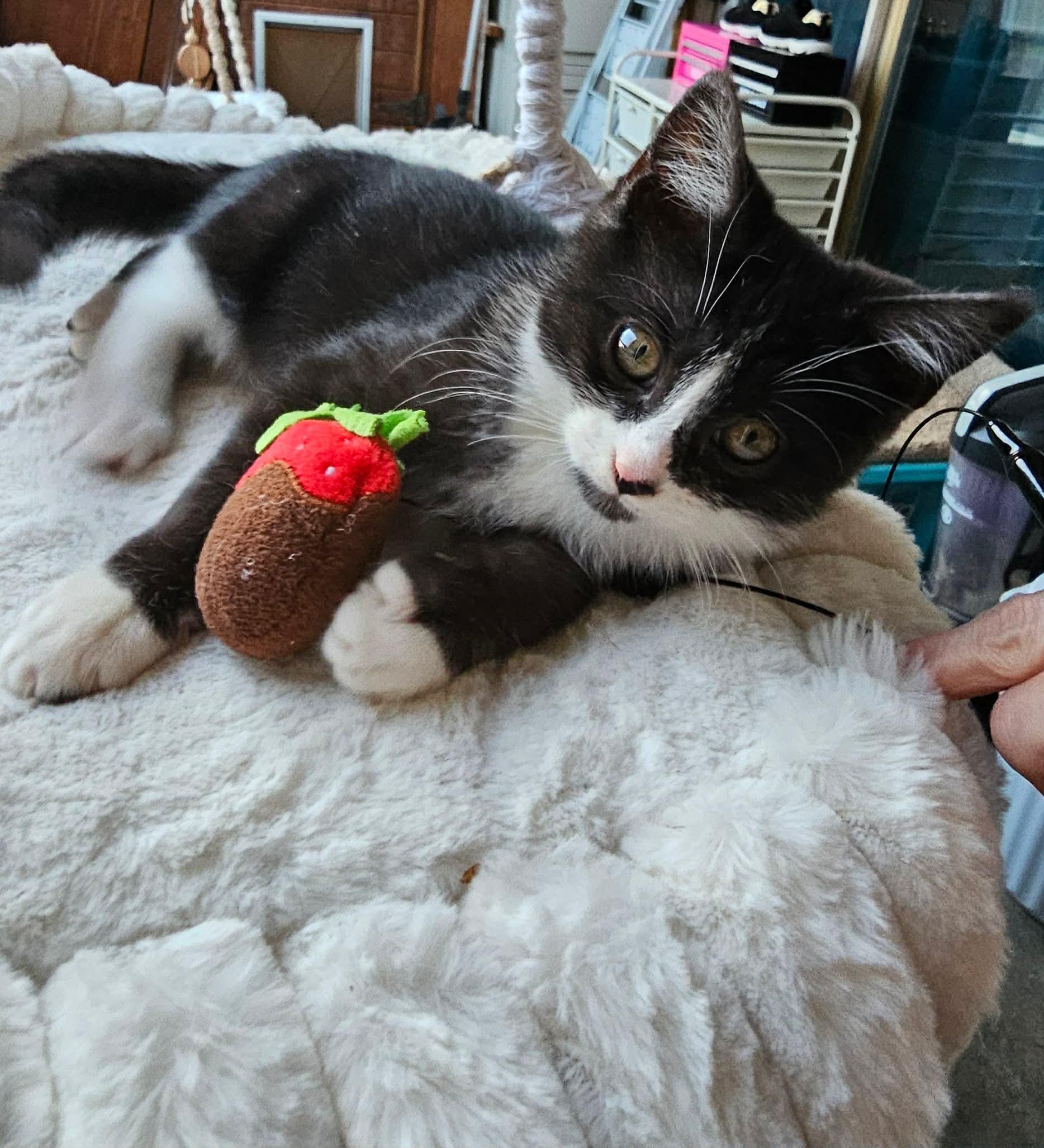 Enlarge Pleakley, a Adoptable Domestic Short Hair in Fort Oglethorpe, GA image 4/5
