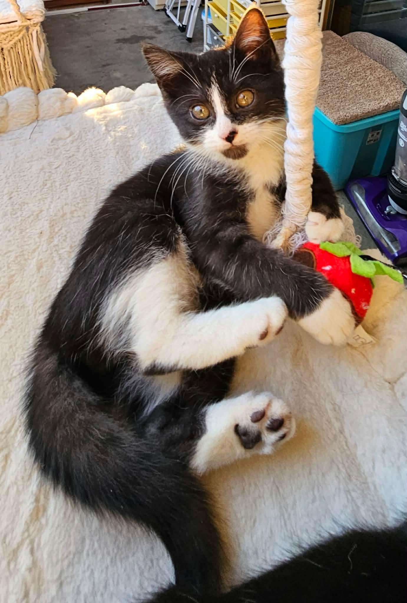 Enlarge Pleakley, a Adoptable Domestic Short Hair in Fort Oglethorpe, GA image 3/5