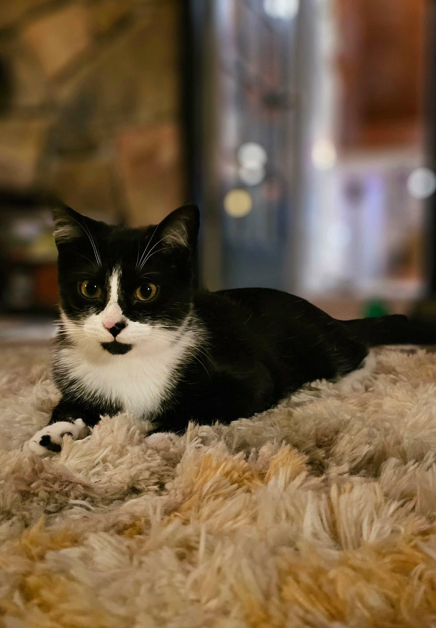 Pleakley, a Adoptable Domestic Short Hair in Fort Oglethorpe, GA image 5/6